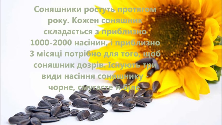 Завядший подсолнух