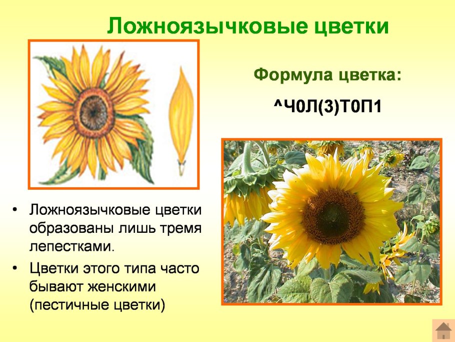 Семена подсолнечника НСХ
