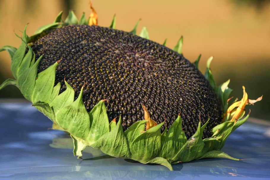 Sunflower семена подсолнечника