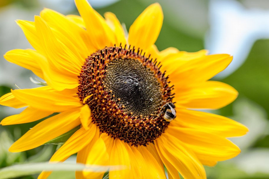 Sunflower семена подсолнечника