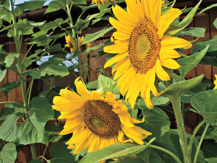 Sunflower Seeds