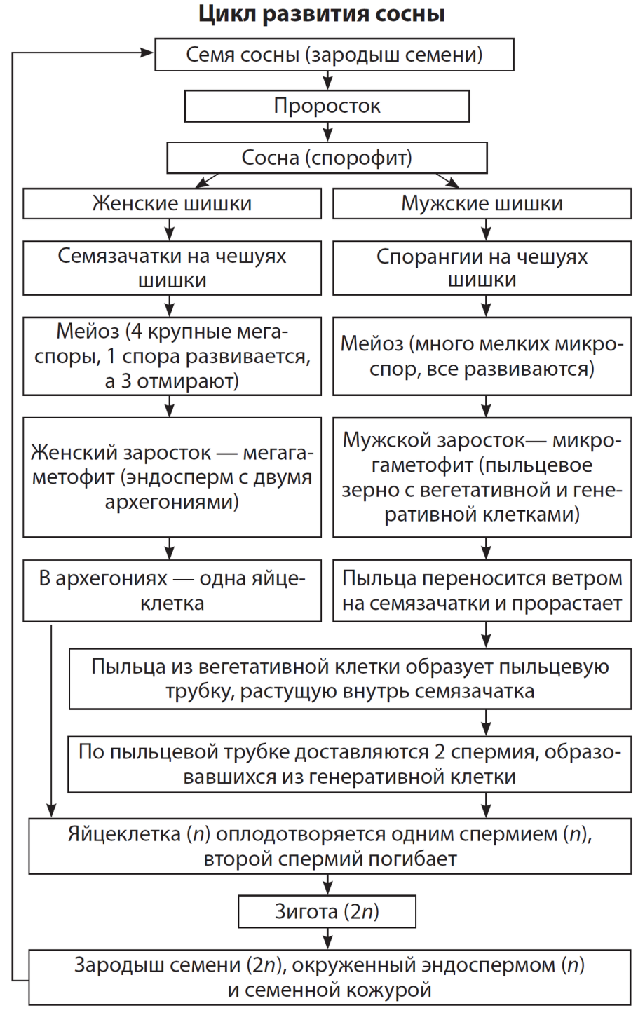 Схема образование женского гаметофита у покрытосеменных растений