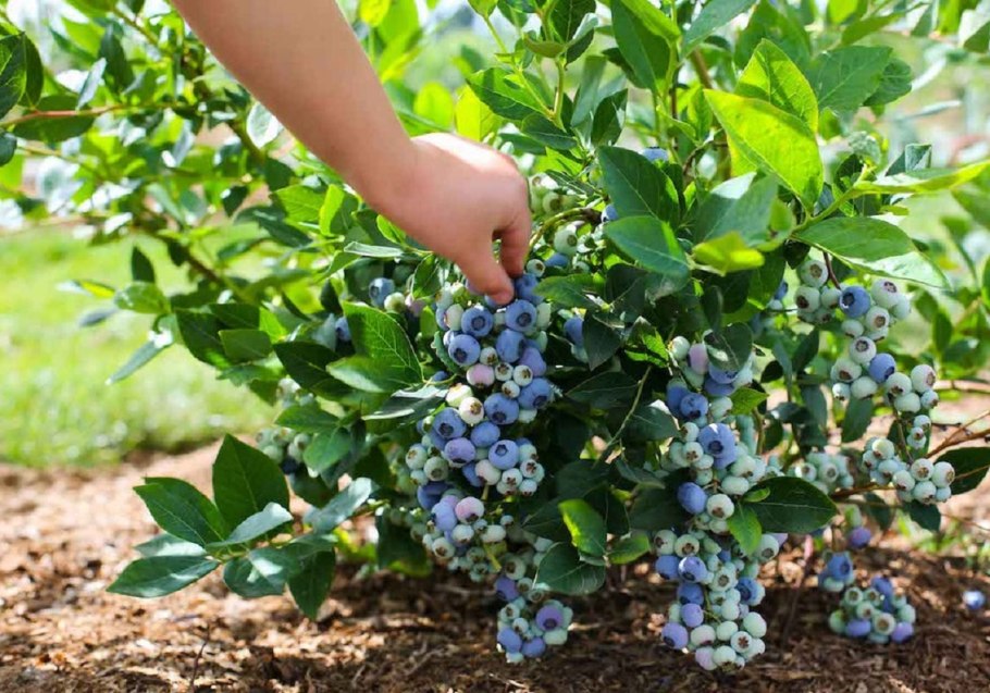 Голубика Садовая Элизабет