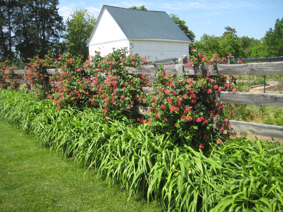 Жимолость Татарская Живая изгородь