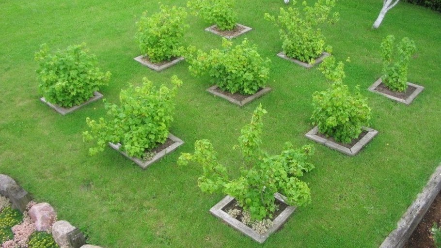 Планировка сада с деревьями и кустами