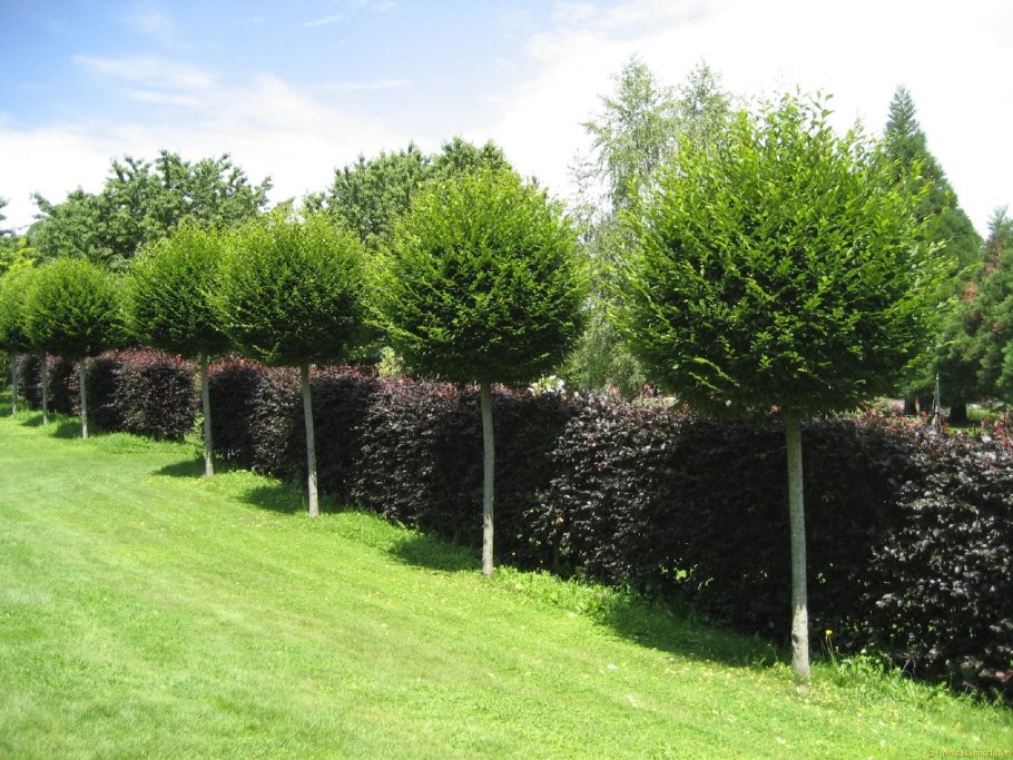 Carpinus betulus 'Fastigiata'