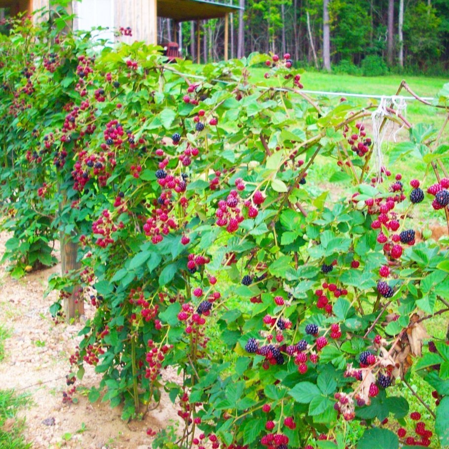 Ежевика Садовая куст