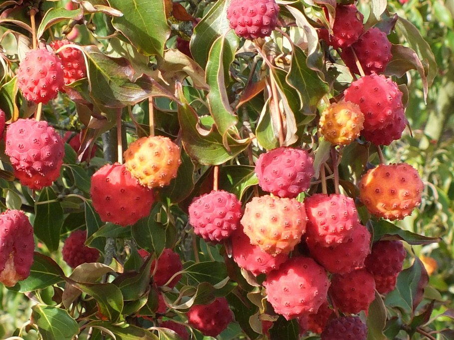 Дёрен Коуза плоды