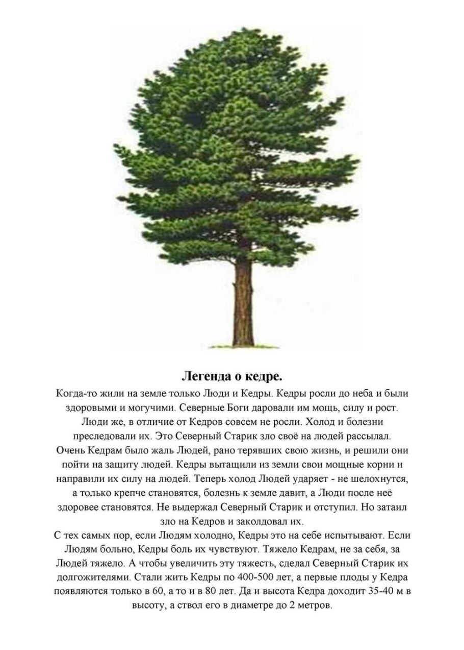 Ель пихта лиственница