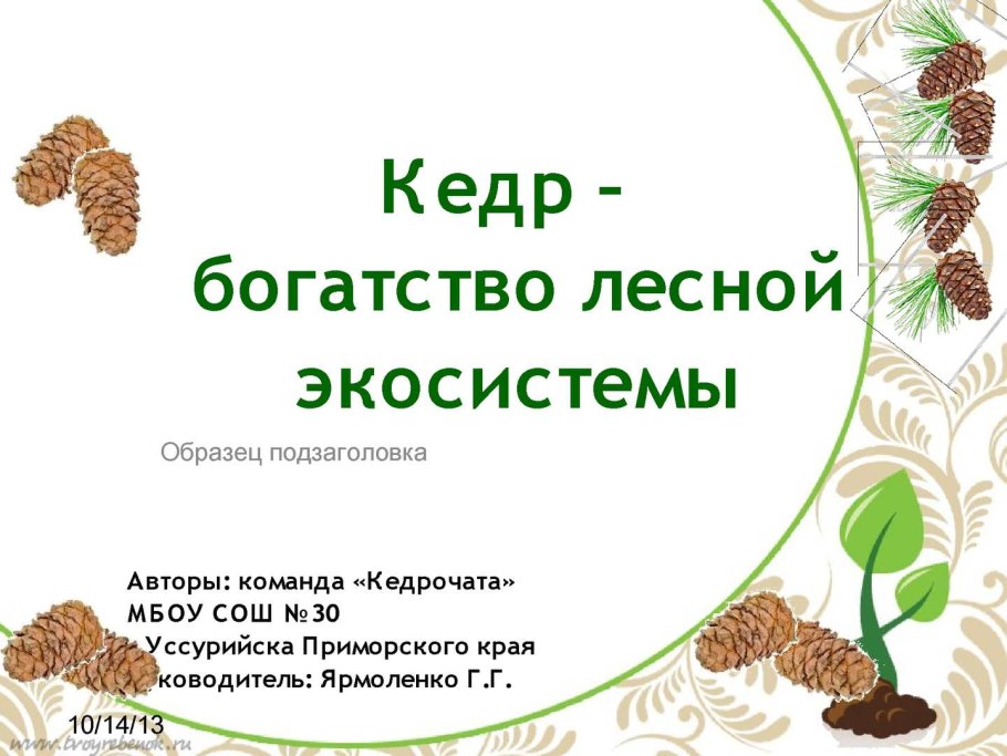 Паспорт хвойного дерева пихта
