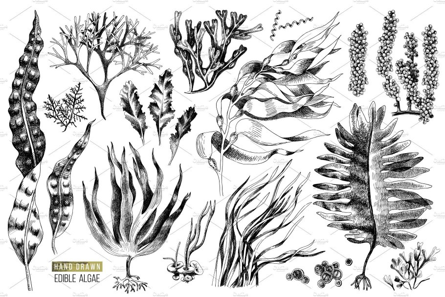 Ламинария карандашом