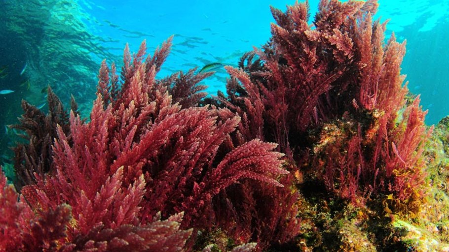 Литотамнион водоросли