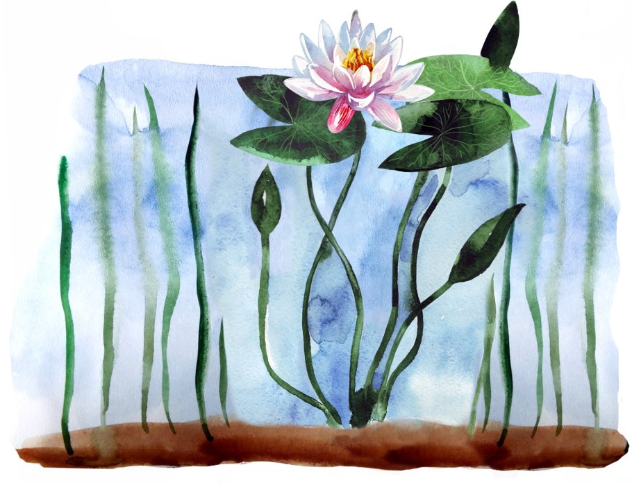 Корни водяной лилии