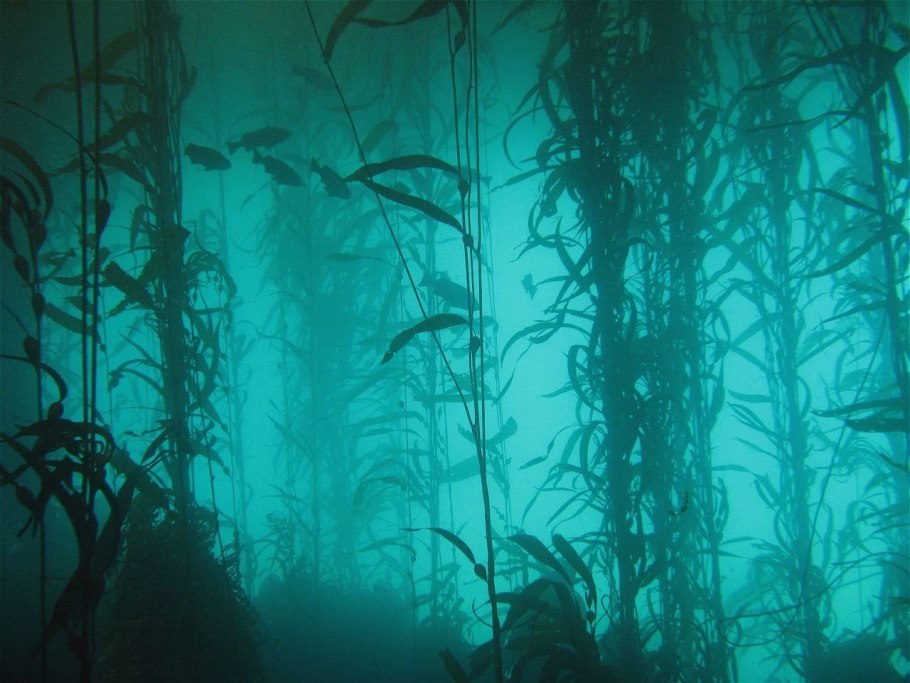 Подводный "лес"(Kelp Forest)