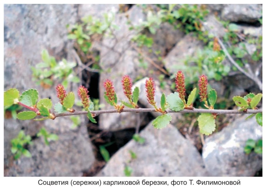 Соцветие у березы карликовой