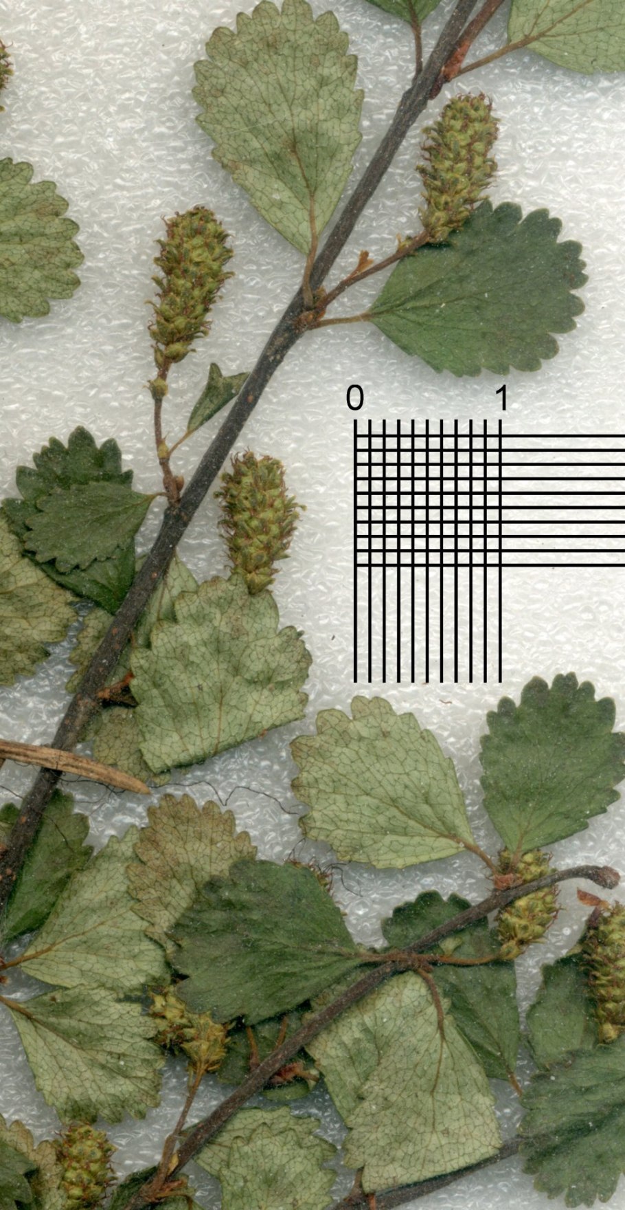 Карликовая береза на белом фоне