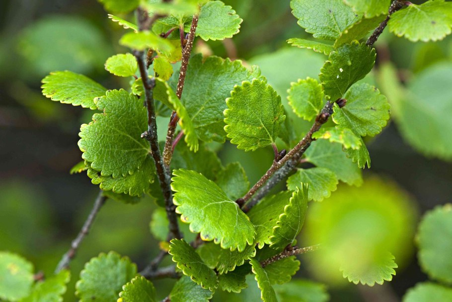 Береза тощая (Betula Exilis Sukacz.)