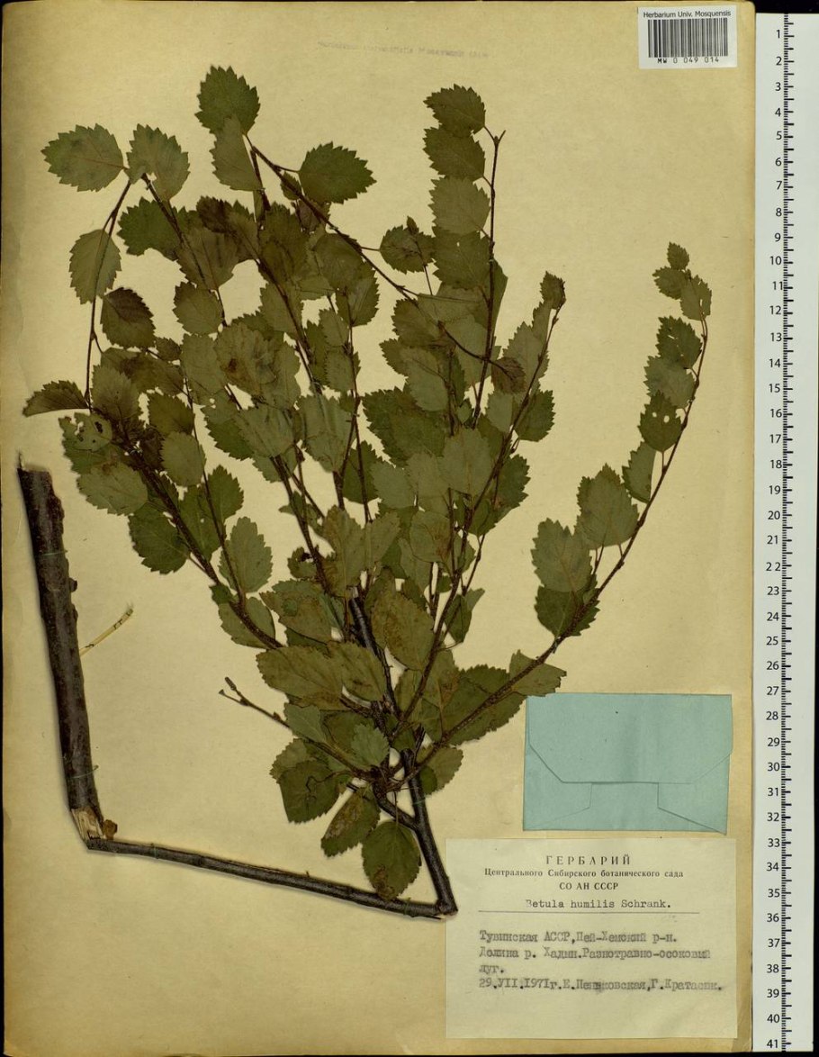 Ветка карликовой березы