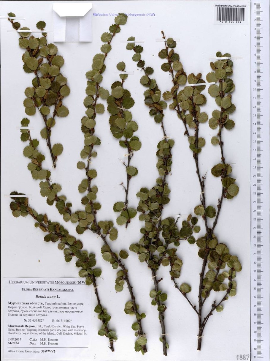 Карликовые березы корневая