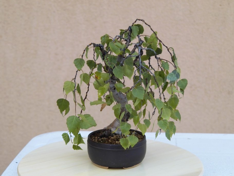 Карликовая береза фото карандашом