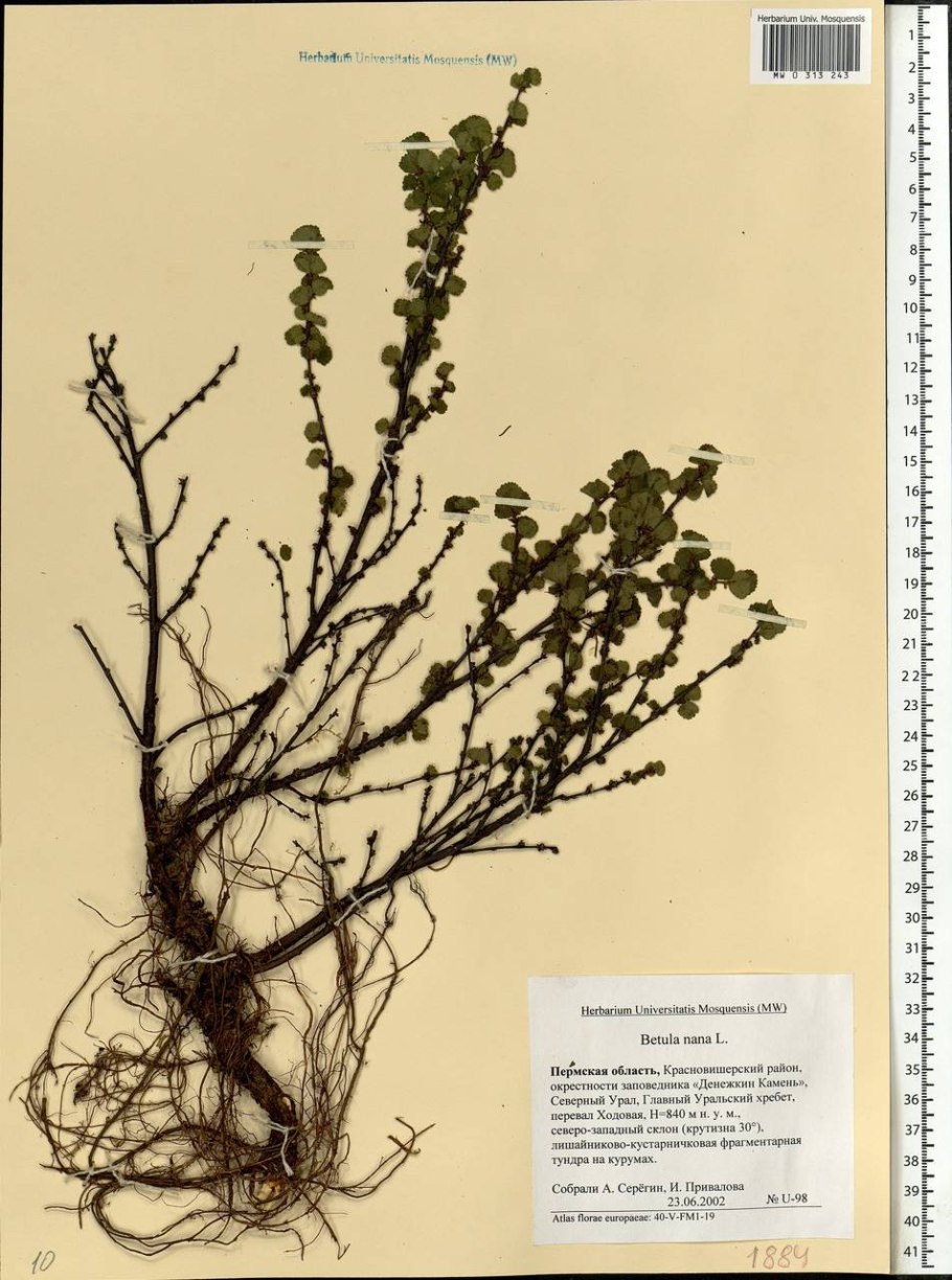 Береза приземистая описание