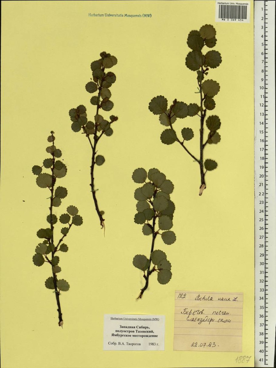 Карликовая Березка для офиса