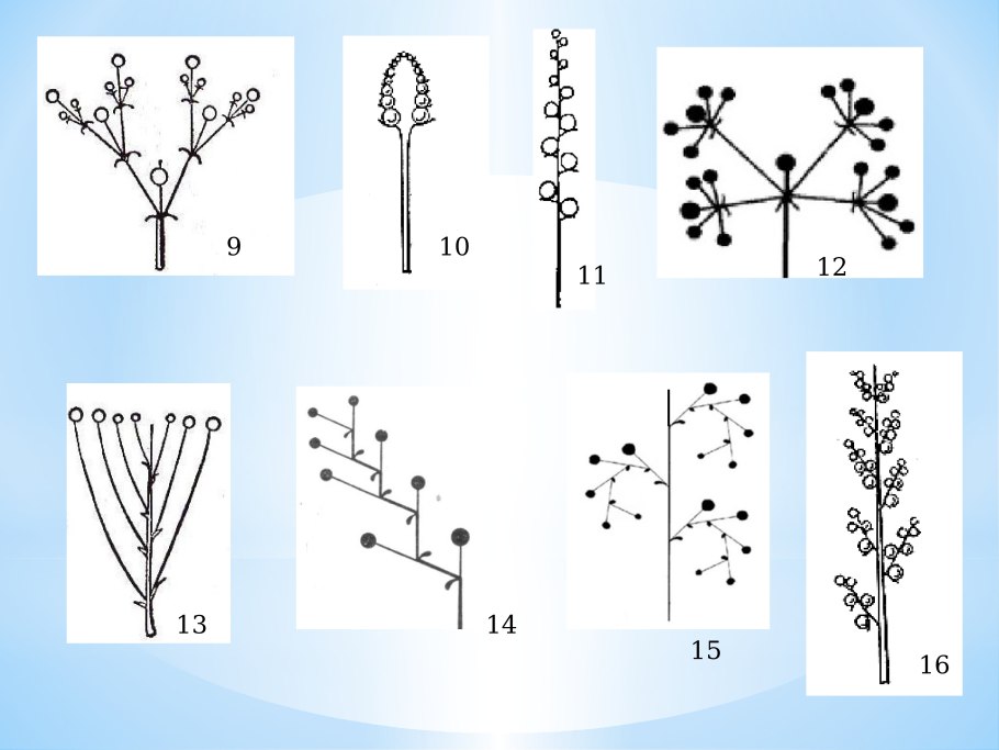 Ягель и карликовая береза