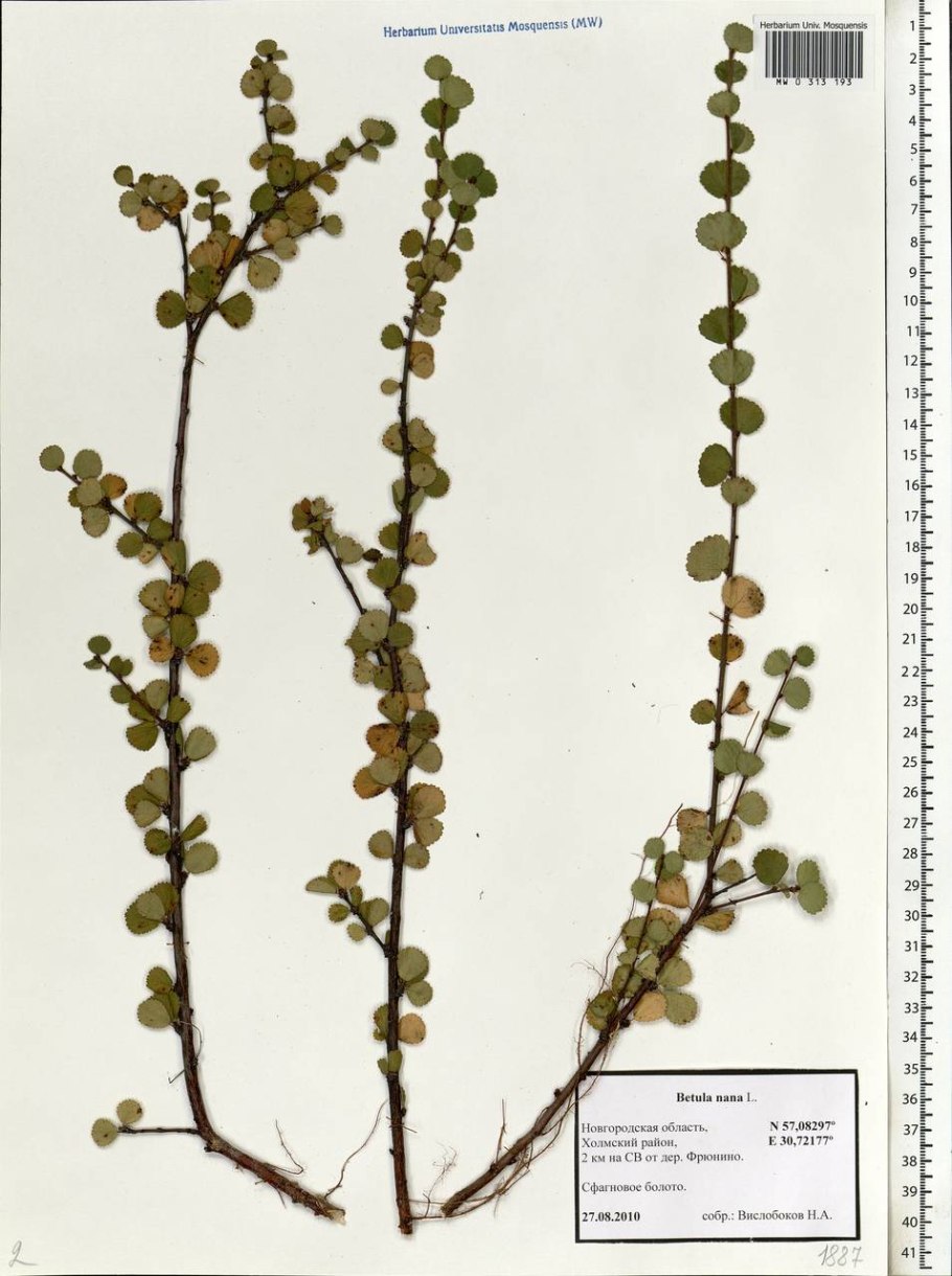 Карликовая береза Ботанический рисунок