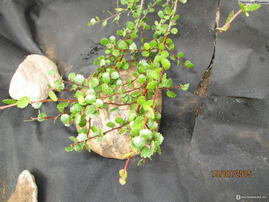 Береза карликовая Betula Nana