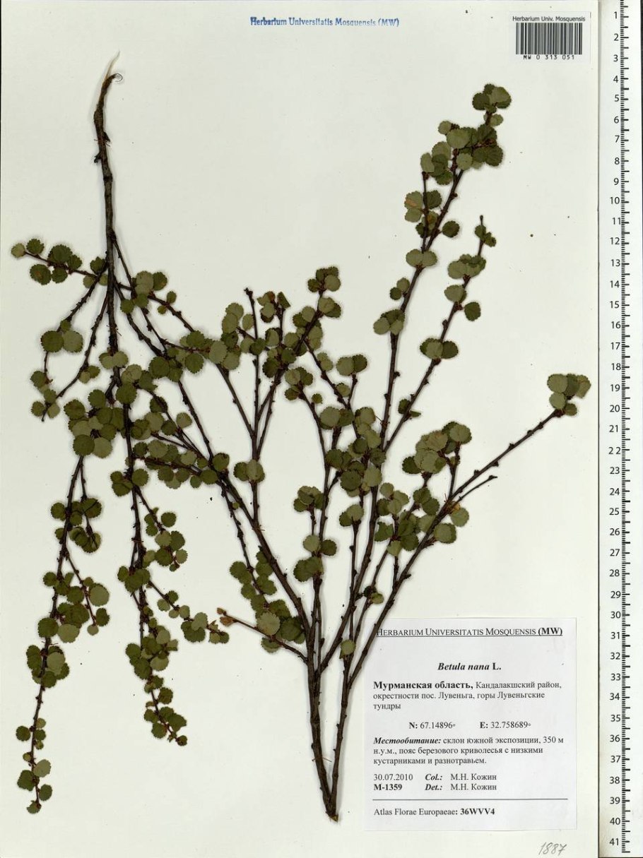 Карликовая береза Exilis и Nana