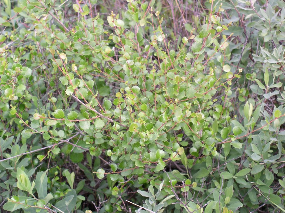 Береза и карликовая береза