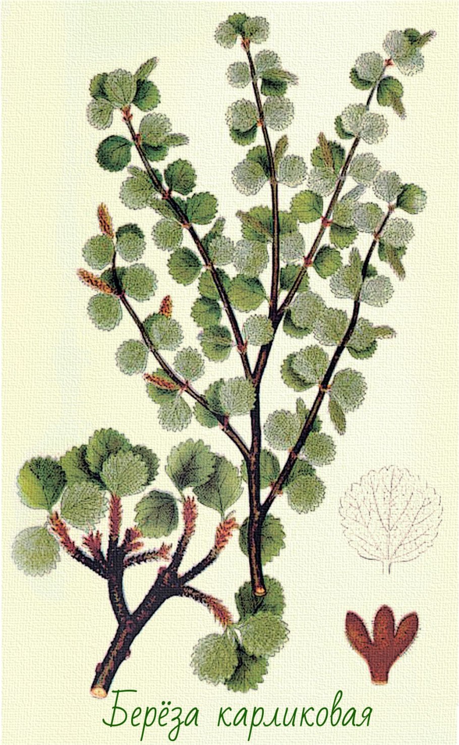 Береза приземистая - Betula humilis Schrank