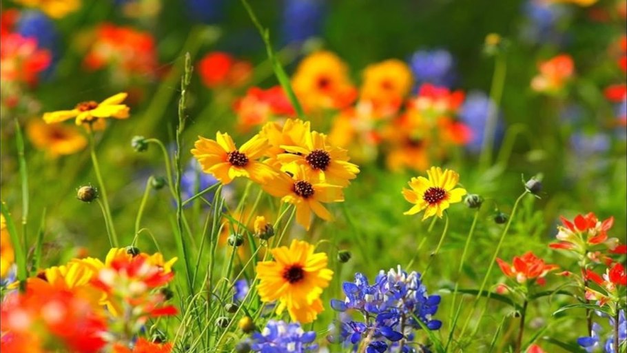 Анимированные полевые цветы