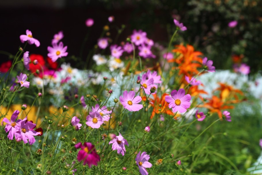 Космея поле