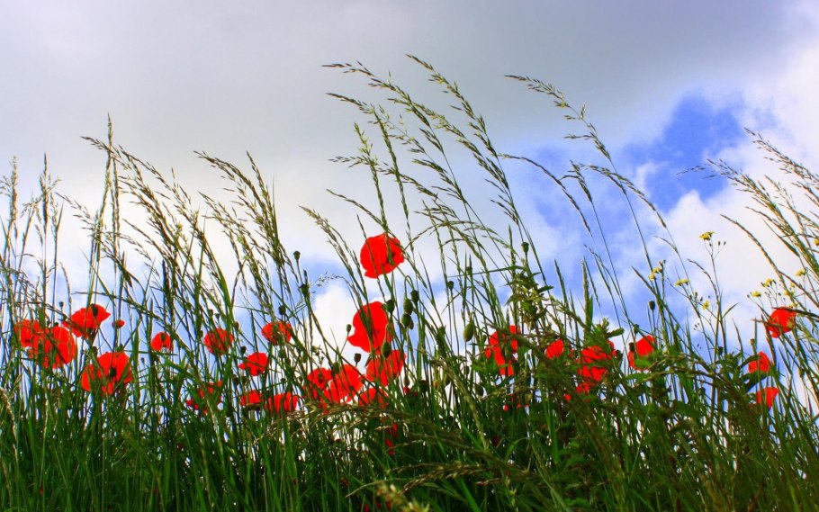 Макушка лета