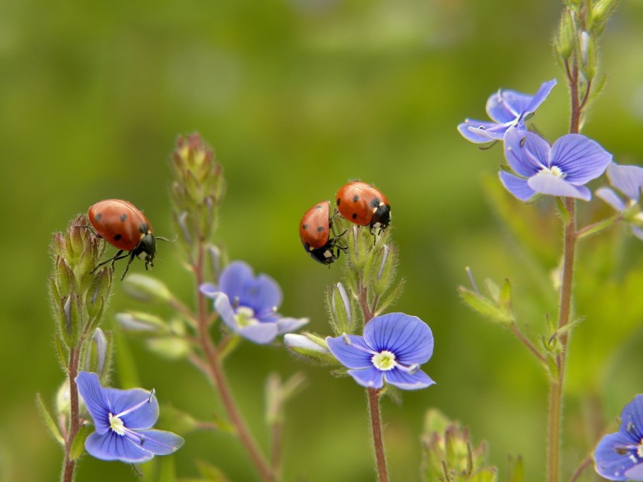 Полевые насекомые