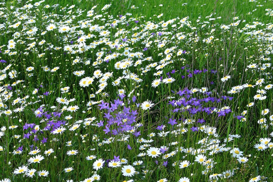 Макушка лета