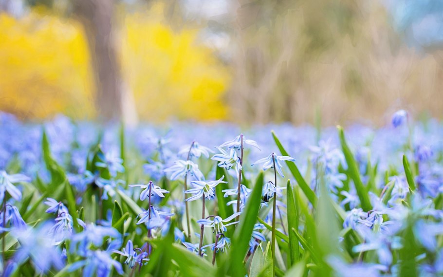 Весна трава