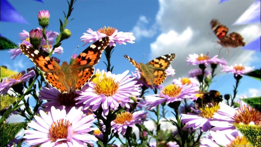 Красивый луг с цветами и бабочками