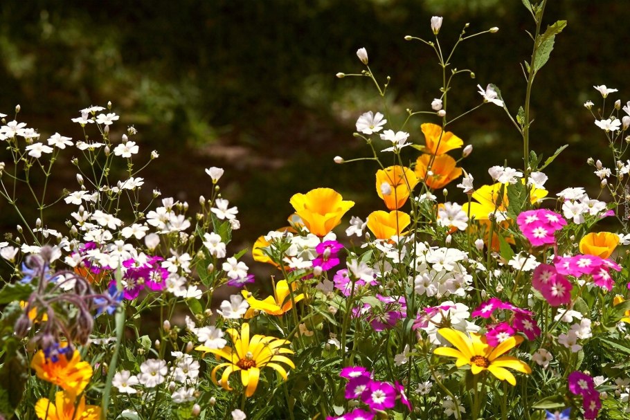 Яркие летние полевые цветы