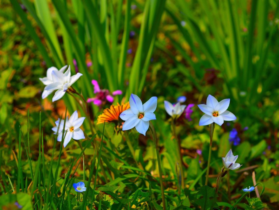 Маленькие весенние цветы