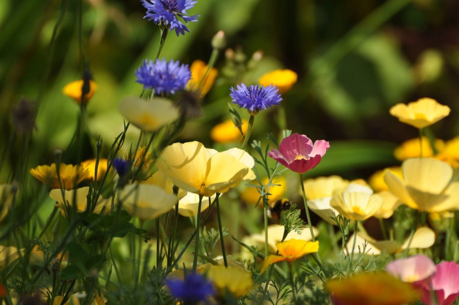 Разноцветное лето