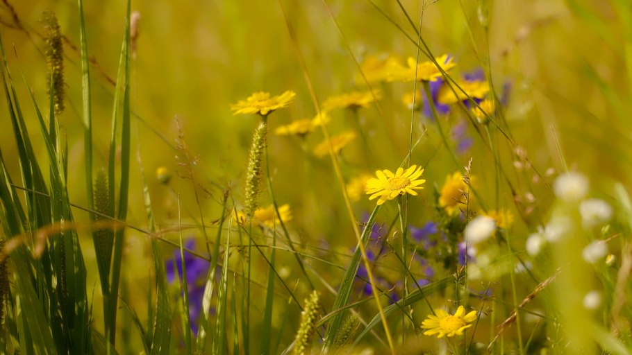 Позднее лето на рабочий стол