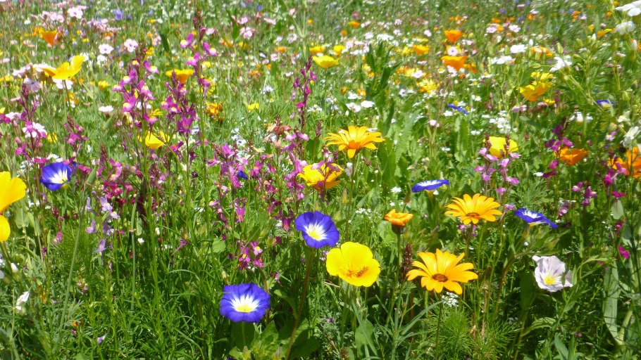 Цветочный луг