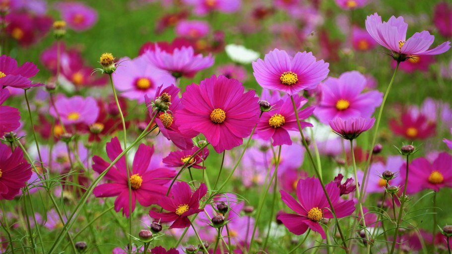 Космея цветы голубые