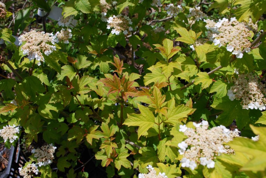 Калина гордовина Viburnum Lantana