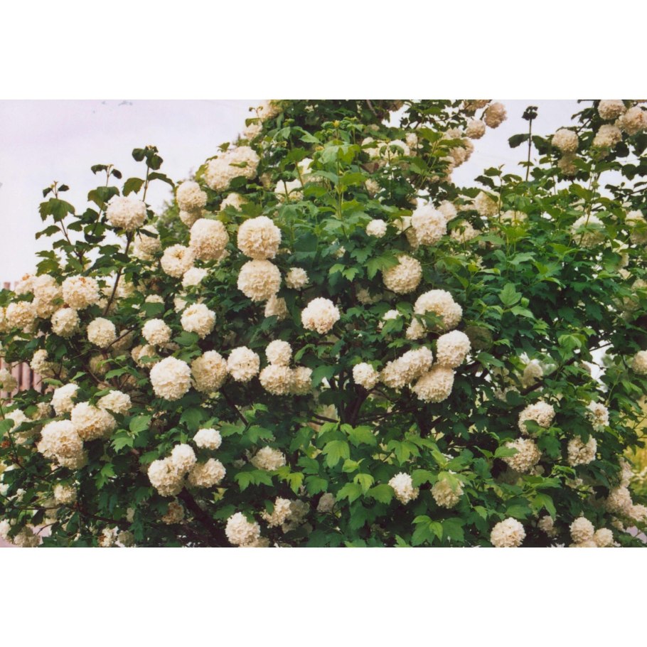 Калина бульденеж Розеум