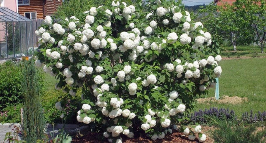 Калина обыкновенная Розеум бульденеж