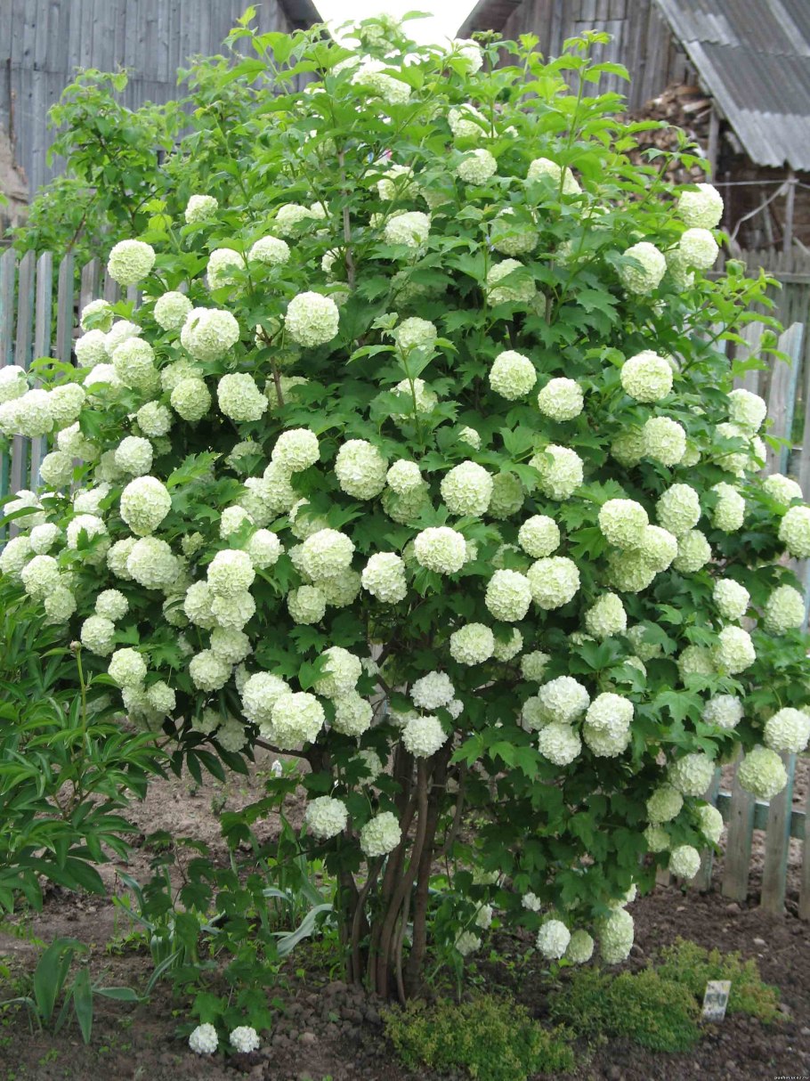 Кустарник Калина бульденеж