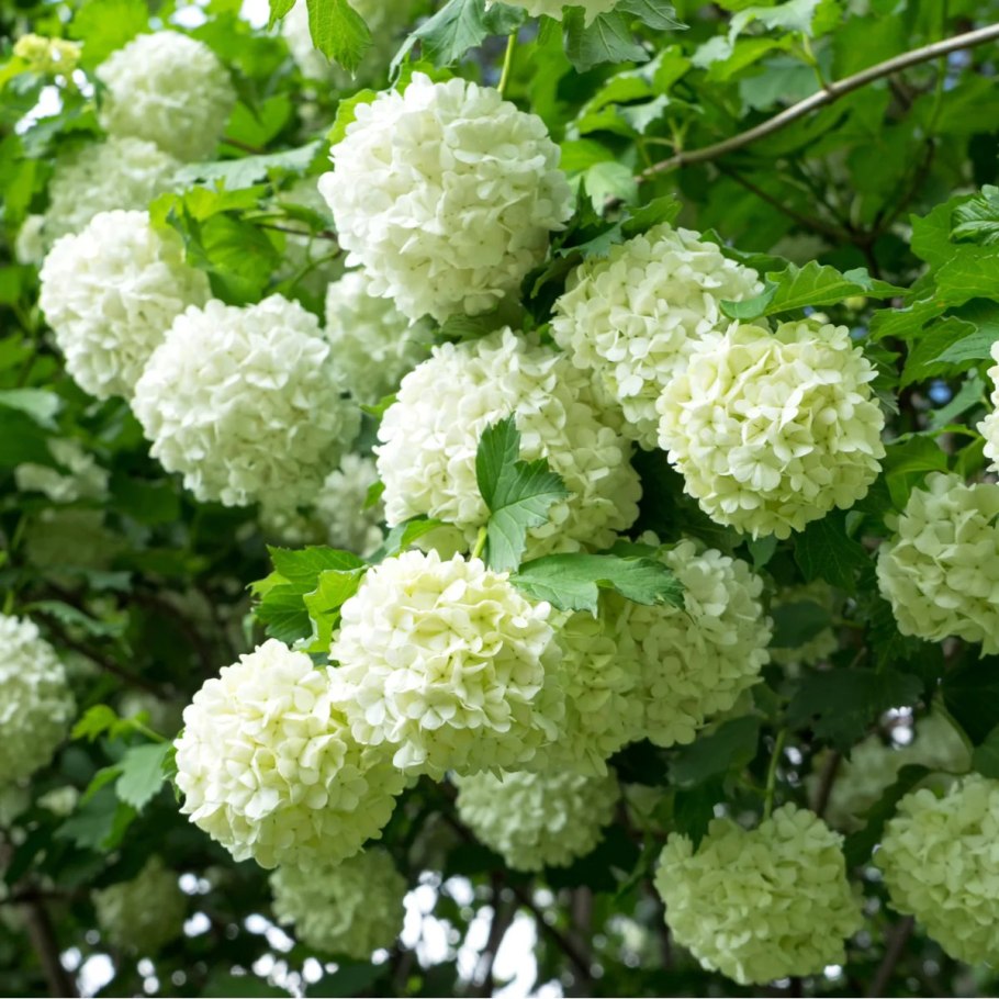 Viburnum opulus